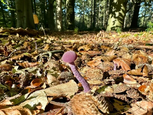 stiltewandeling, herfst, reflectie, loslaten